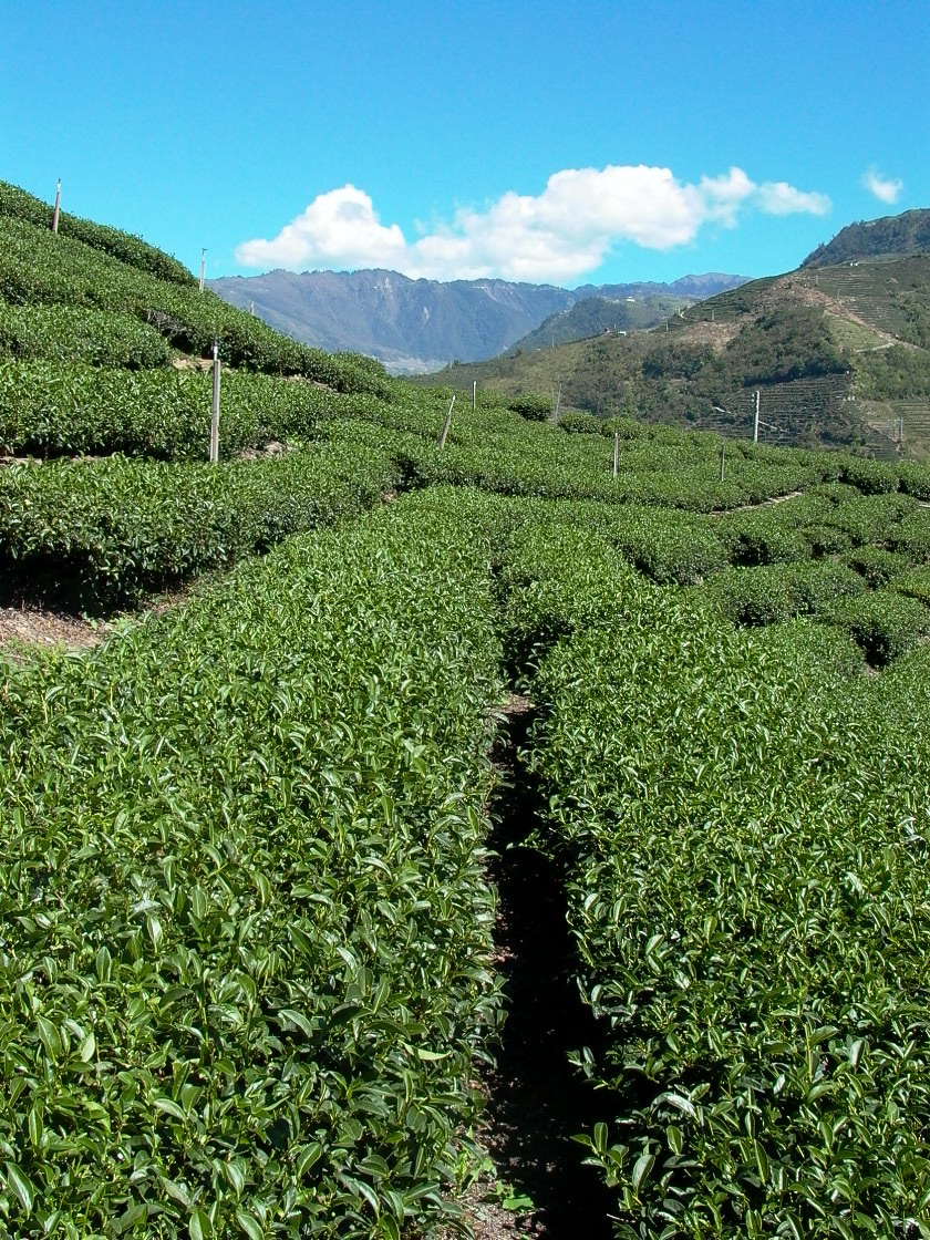 台灣高山茶園