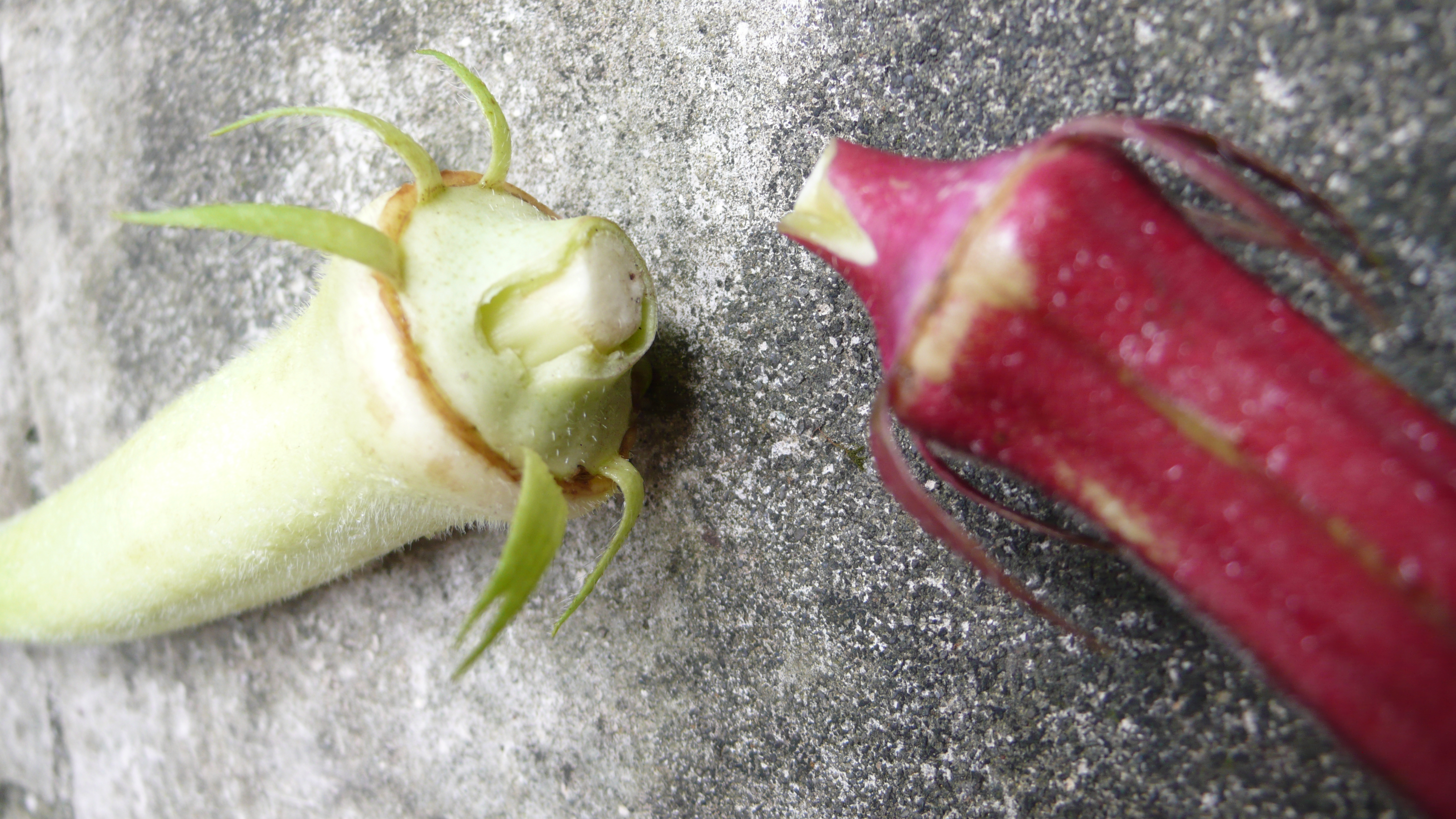 紅水烏龍茶料理