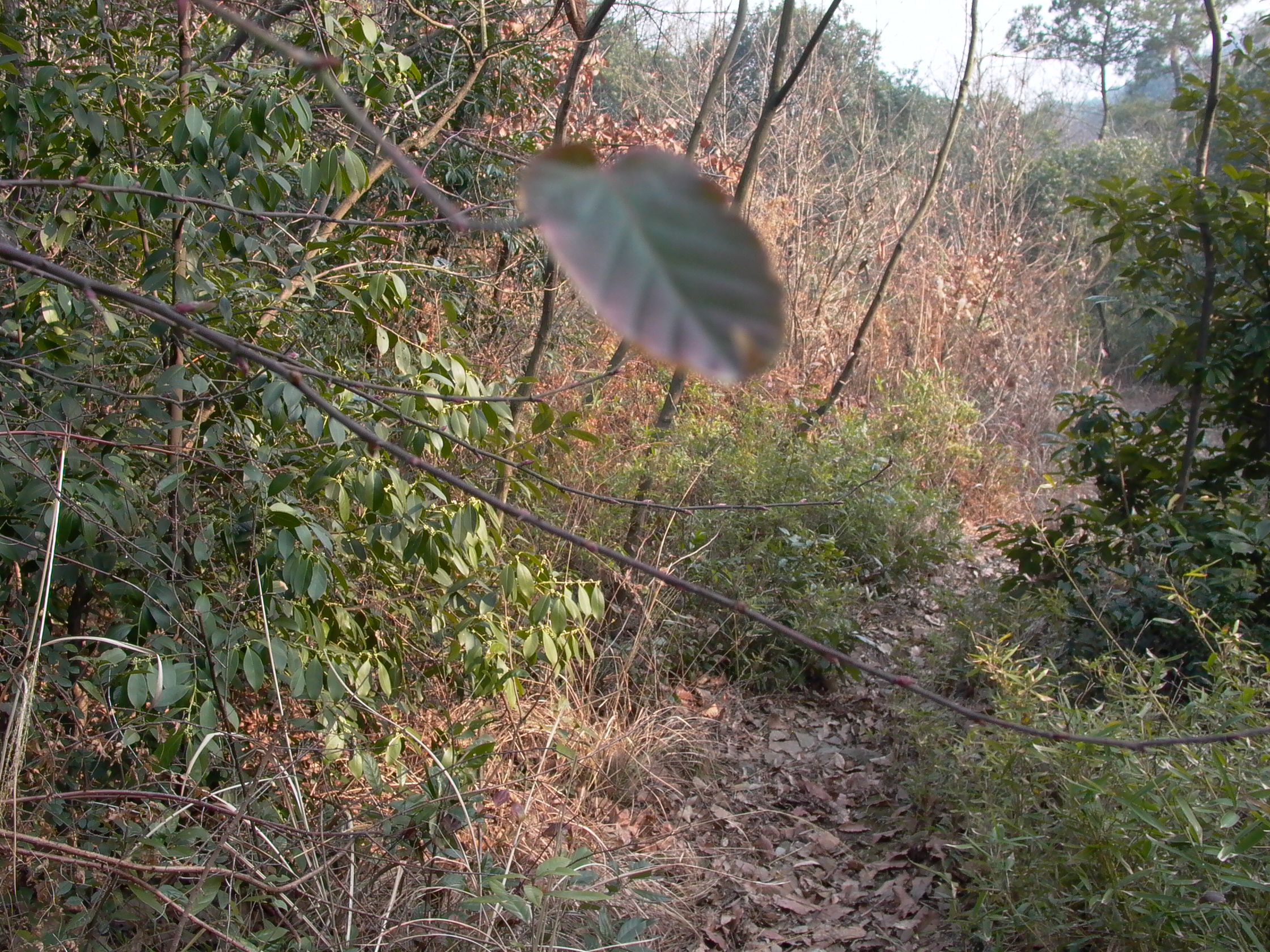 碧螺春產地太湖